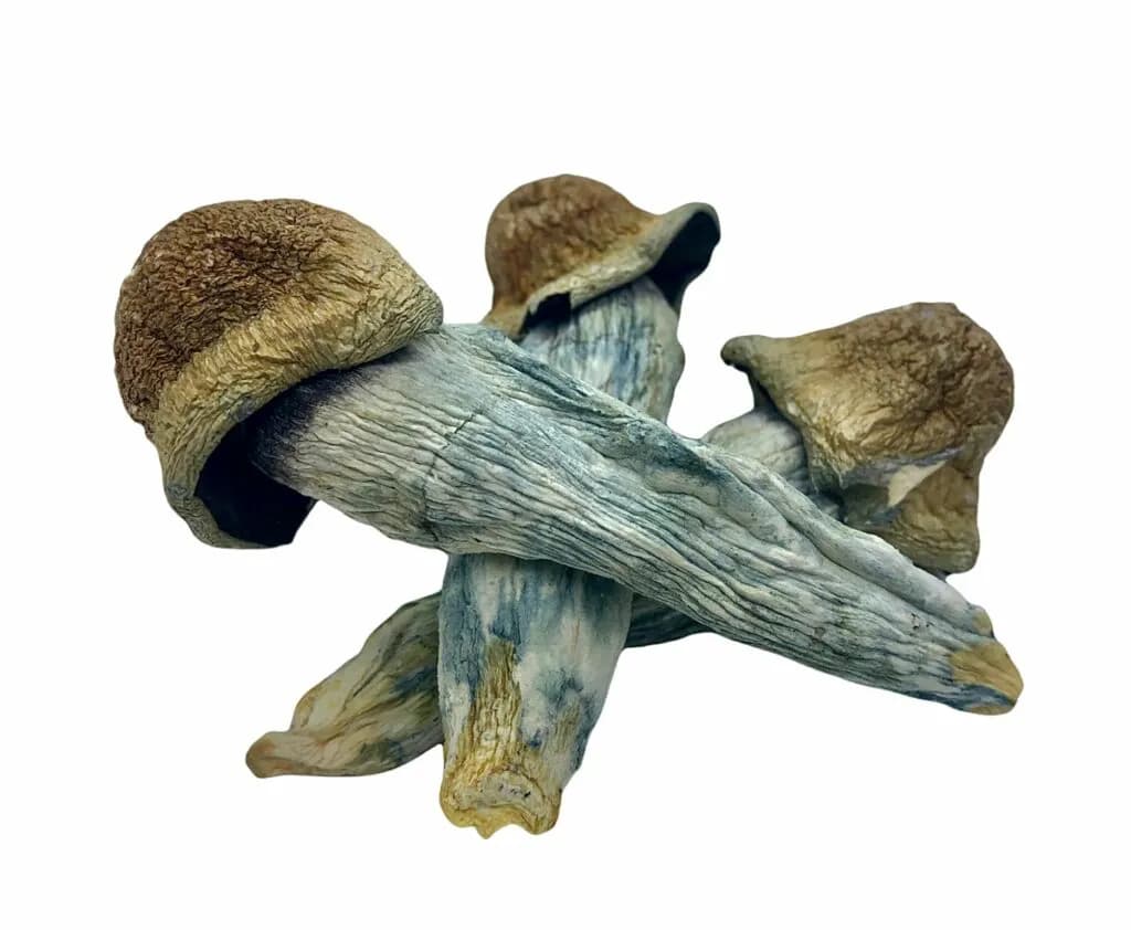  bolete mushroom hen-of-the-woods hen of the woods Polyporus frondosus Grifola frondosa stinkhorn carrion fungus-0