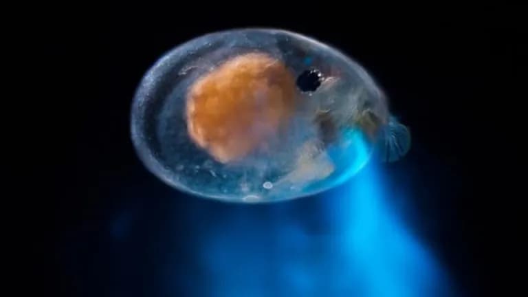  puffer pufferfish blowfish globefish bubble jellyfish electric ray crampfish numbfish torpedo-0