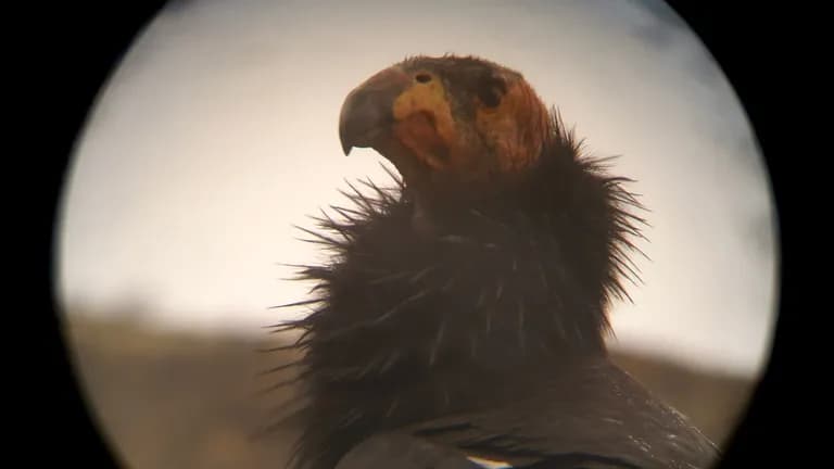  vulture kite black stork Ciconia nigra bald eagle American eagle Haliaeetus leucocephalus macaw-0