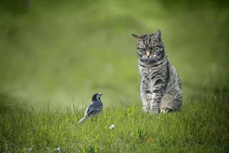  tabby tabby cat tiger cat Egyptian cat magpie-0