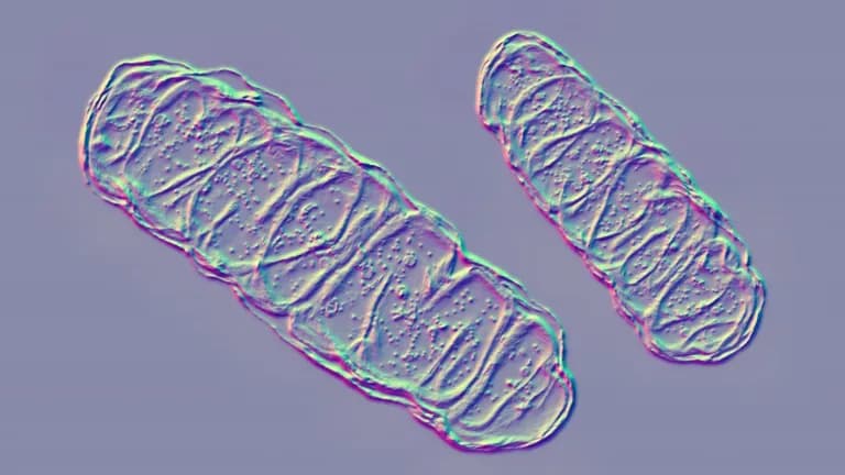  nematode nematode worm roundworm sea cucumber holothurian chiton coat-of-mail shell sea cradle polyplacophore trilobite-0