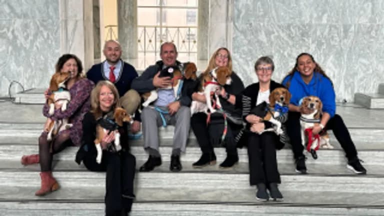  beagle English foxhound Brittany spaniel Welsh springer spaniel-0