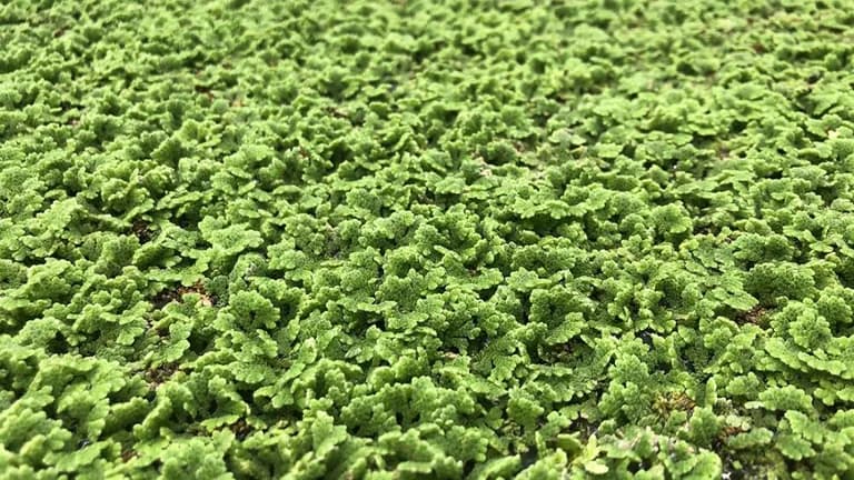  head cabbage earthstar coral fungus greenhouse nursery glasshouse-0