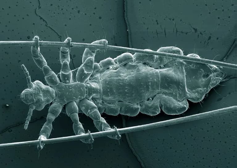  tick isopod cockroach roach chiton coat-of-mail shell sea cradle polyplacophore-0