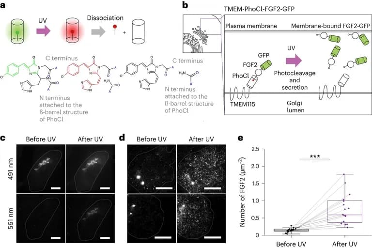  web site website internet site site oscilloscope scope cathode-ray oscilloscope CRO nematode nematode worm roundworm monitor-0