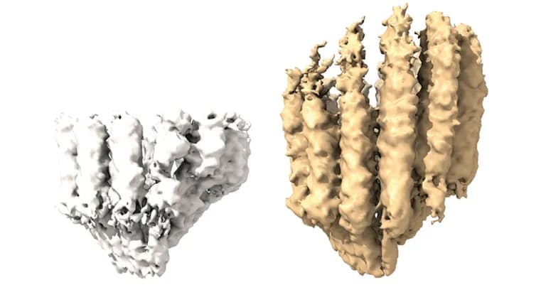  hen-of-the-woods hen of the woods Polyporus frondosus Grifola frondosa sea cucumber holothurian honeycomb brain coral-0