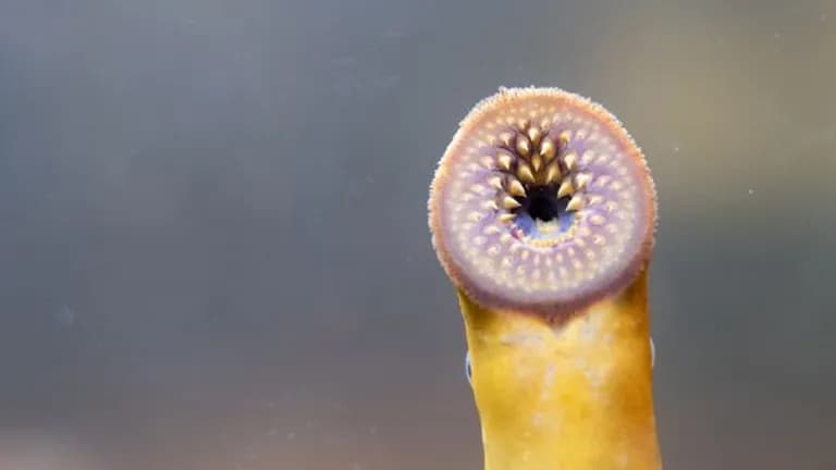 eel flatworm platyhelminth electric ray crampfish numbfish torpedo fig-0